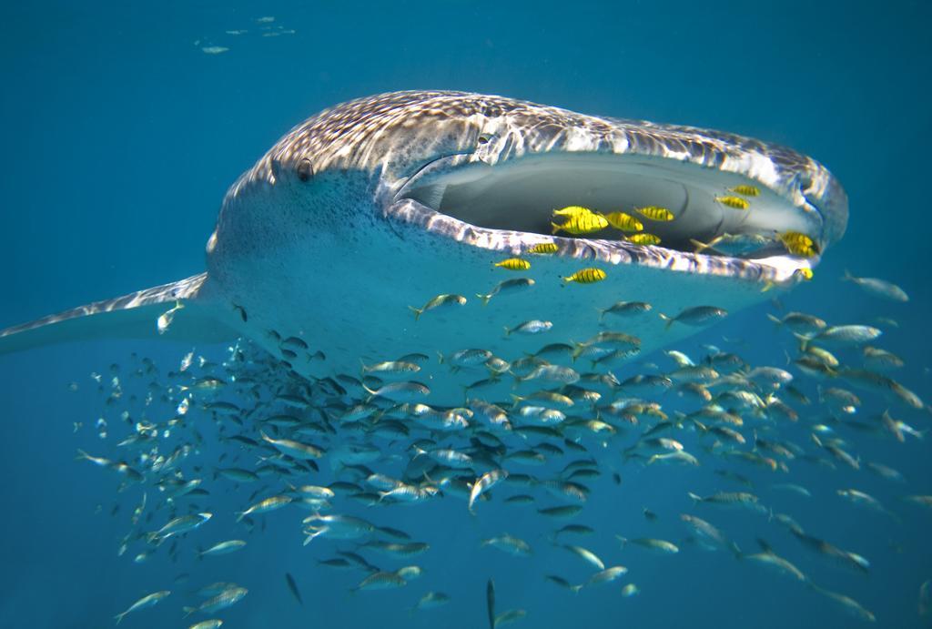 Sal Salis Ningaloo Reef Hotel Exmouth Buitenkant foto